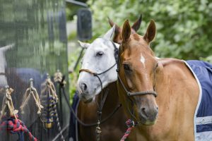 dressage schooling polo ponies, these two are not bothered!