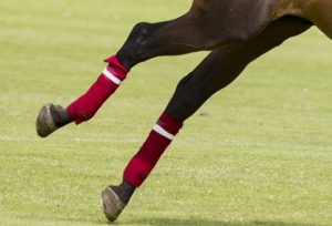 Polo wraps on chestnut polo pony legs