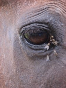 horseflies around a horses eye