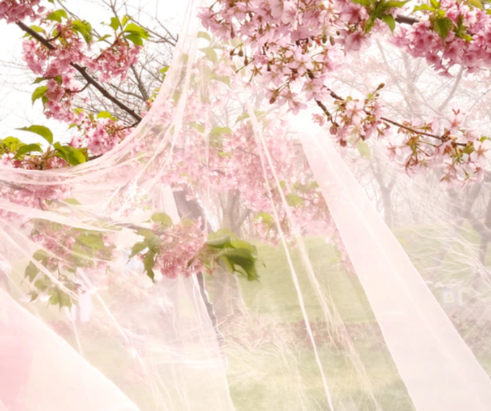 Equine Flu Important Information For Horse Owners Dallas Burston