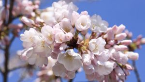 cherry blossom in time for a spring wedding