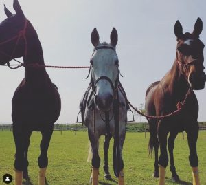 Polo pony livery - 3 ponies looking at the camera