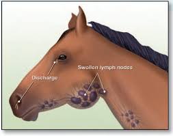 Strangles diagram in a horse
