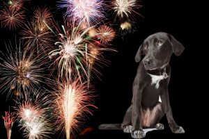 Animal safety - puppy looking at fireworks