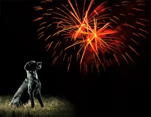 Animal safety - dog looking at fireworks