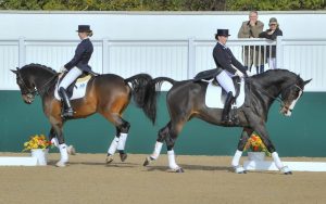 two Dressage horse in action 