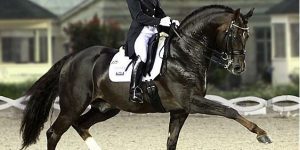 Dressage horse in action