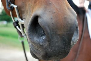 Healthy Horse nose in article Nasal Discharge
