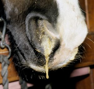 Nasal Discharge on a horse