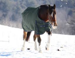 Winter Horse Care Tips - Horse in Rug in snow field