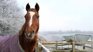 Winter Horse Care Tips - Horse in Rug in field