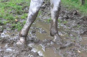 Mud Fever - Horse standing in mud