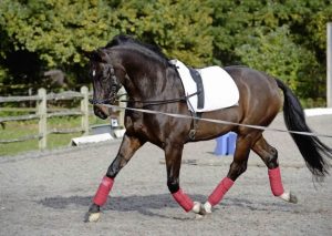 Spring Horse Care Tips - Lunging horse