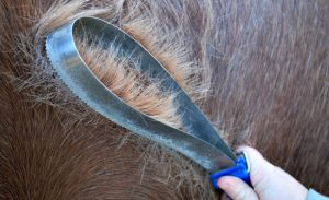 Spring Horse Care Tips - Shedding tool on coat