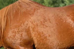 Spring Horse Care Tips - Chestnut horse with skin problem
