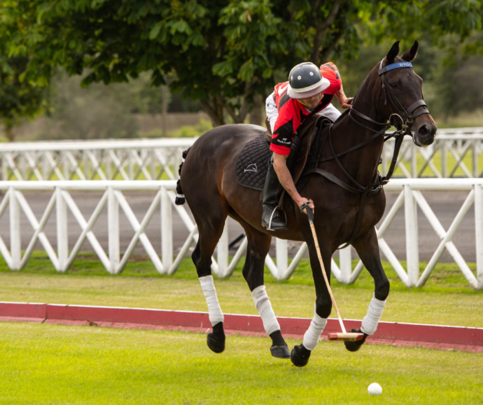 Finding The Perfect Polo Pony : Dallas Burston Polo Club