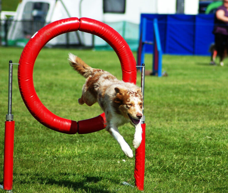 Kennel Club European Open Agility Championships Dallas Burston Polo